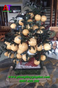 Cây đào phong thủy ngọc hoàng longCây đào phong thủy ngọc hoàng long