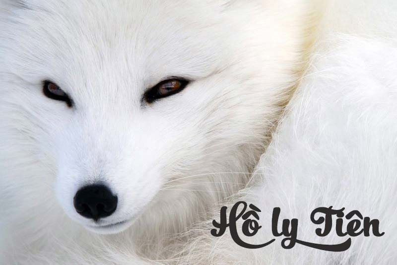 ĐÁ HỒ LY PHONG THỦY, NHỮNG ĐIỀU BẠN NỮ CẦN BIẾT