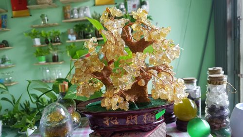 Cây tài lộc phong thủy