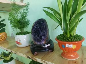 Ý nghĩa các loại cây phong thủy